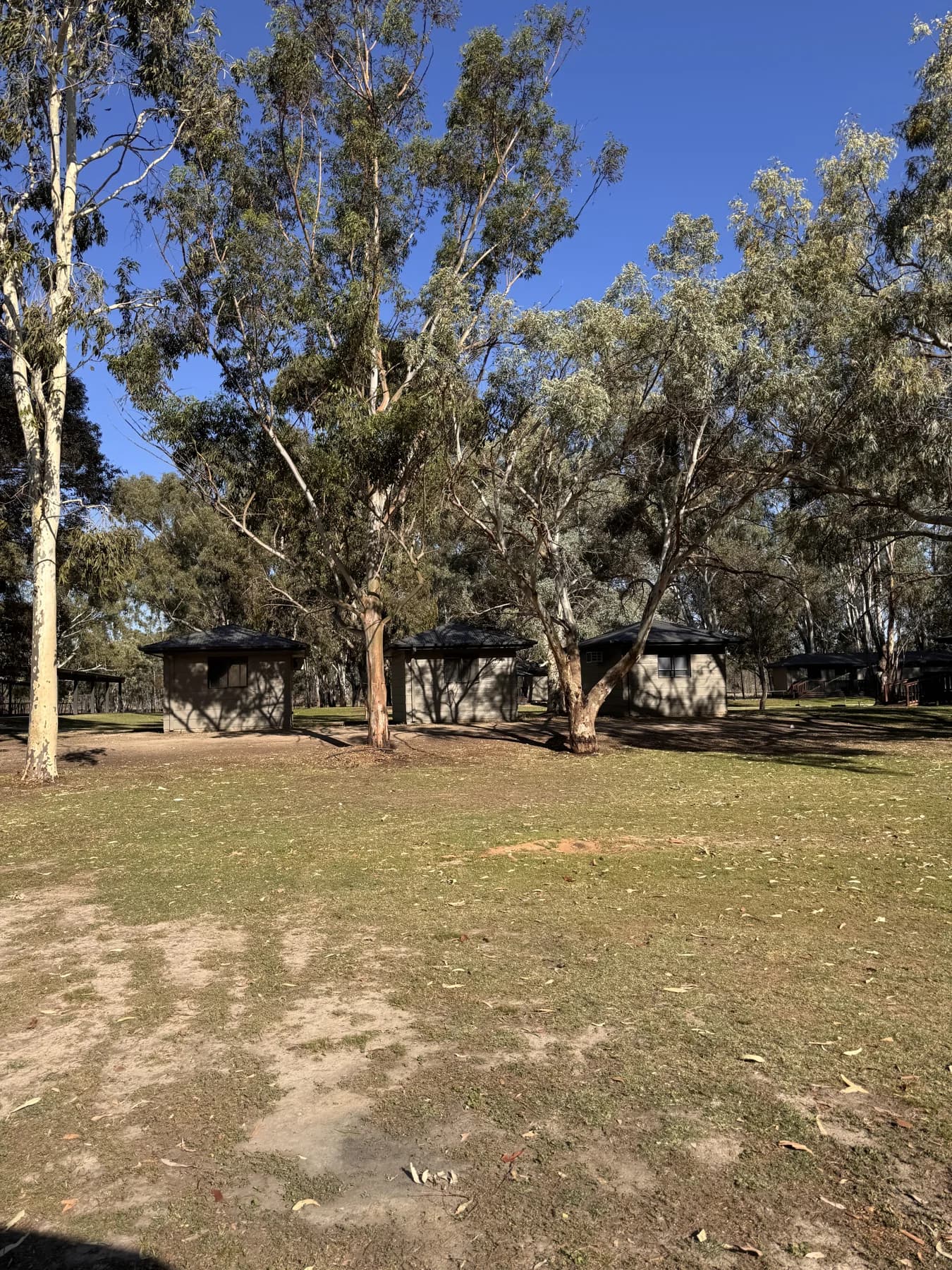 Grassy area and established trees beside the cabins